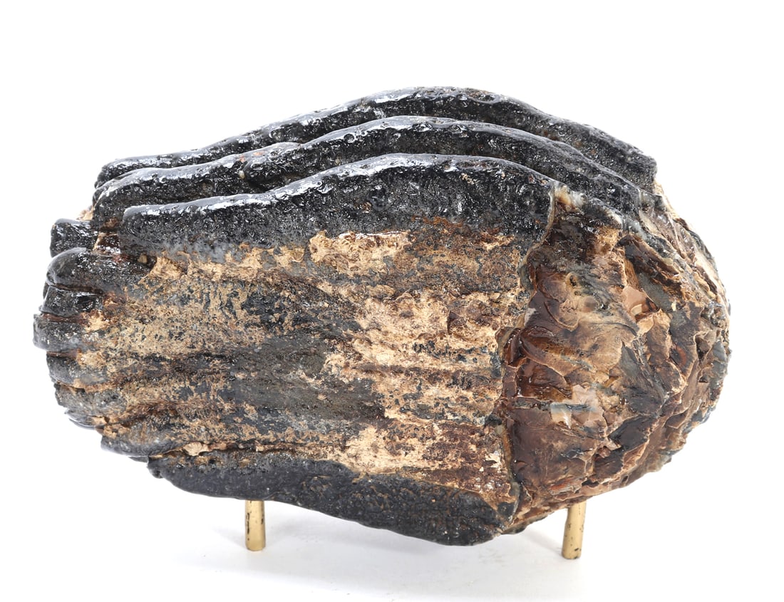 Juvenile Ice Age Woolly Mammoth Molar on Stand: Fossilized juvenile Woolly Mammoth molar, Mammuthus primigenius, from the Ice Age, estimated to be between 20,000 to 50,000 years old. Well preserved tooth showcases the distinctive ridged enamel chew