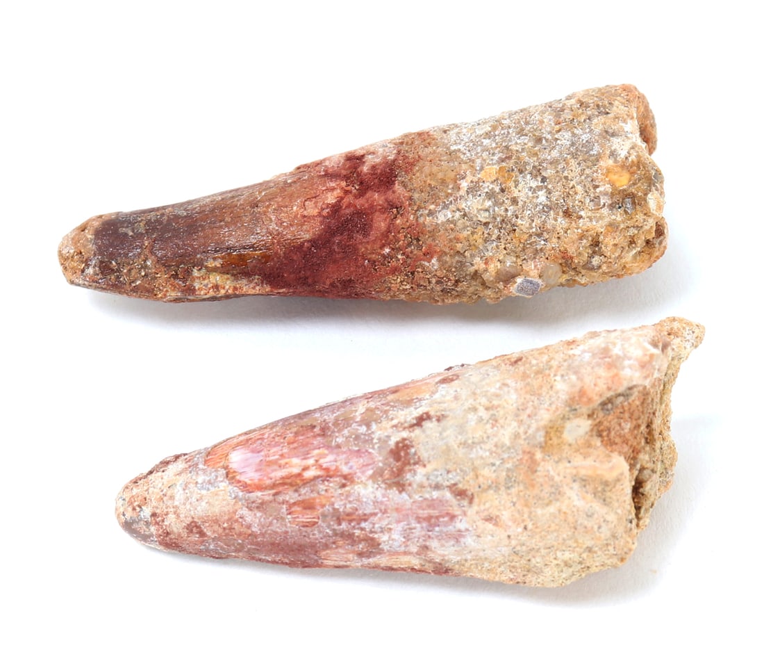 Two Wonderful Fossilized Ancient Dinosaur Teeth: Group lot of two ancient fossilized dinosaur teeth likely from a Spinosaurus dinosaur with wonderful patina and earthen deposits throughout. Size 1st tooth 2 1/2" L x 7/8" W, 2nd tooth 2 1/4" L x 1" W