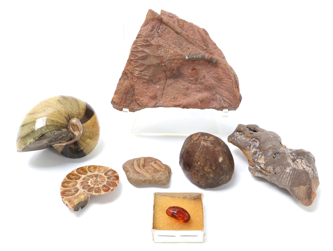 Wonderful Collection of Eight Various Ancient Fossils: Lovely group lot of eight various fossils including an encased bug in ancient amber, a lovely ancient fossilized ammonite and more. Size largest piece 4 5/8" W x 3 1/2" H