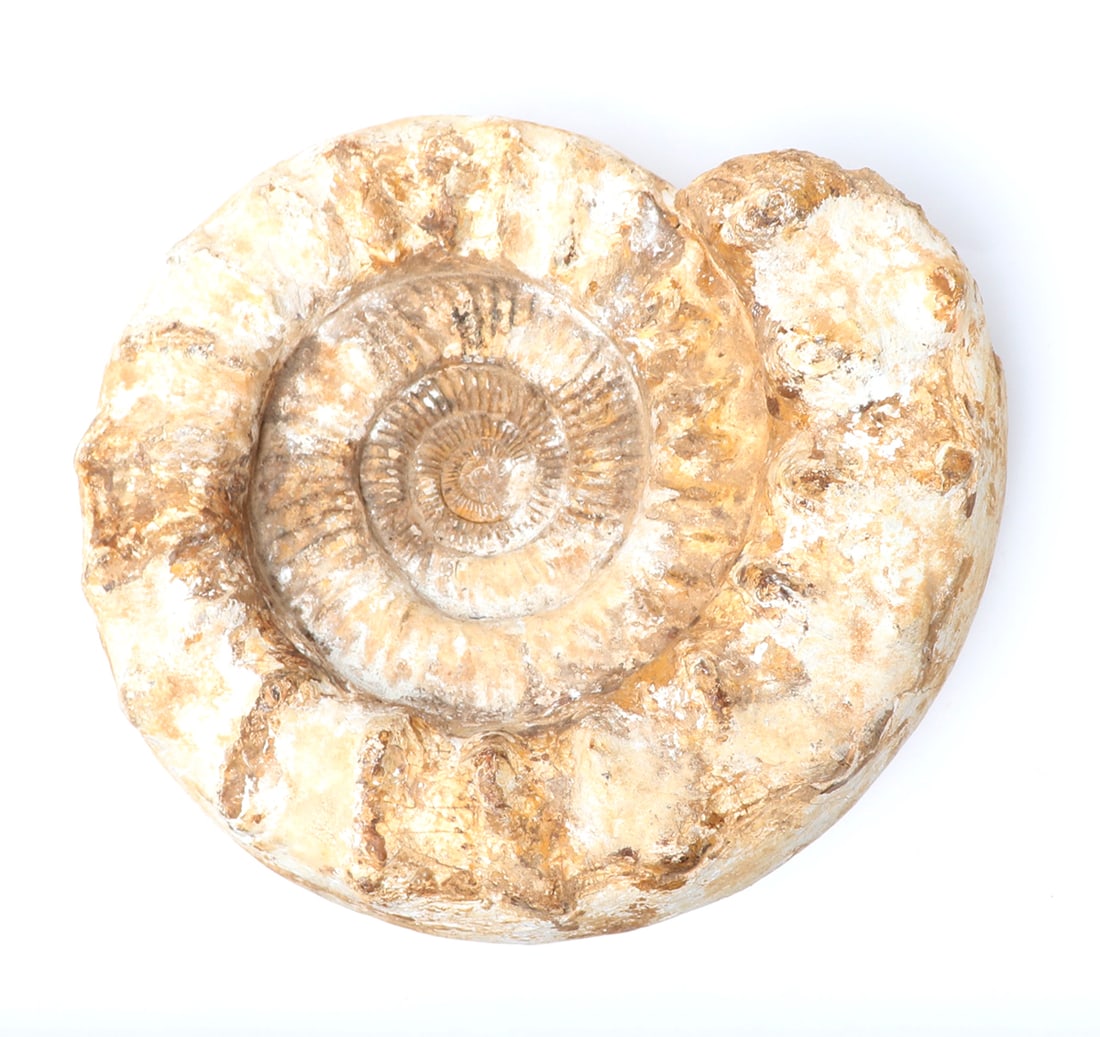 Large Ammonite Fossil: Well preserved large and impressive ammonite fossil specimen from Morocco. This fossilized example is 100 million years old Size 12" H x 11" L x 5" W . Weighs 12.5kg