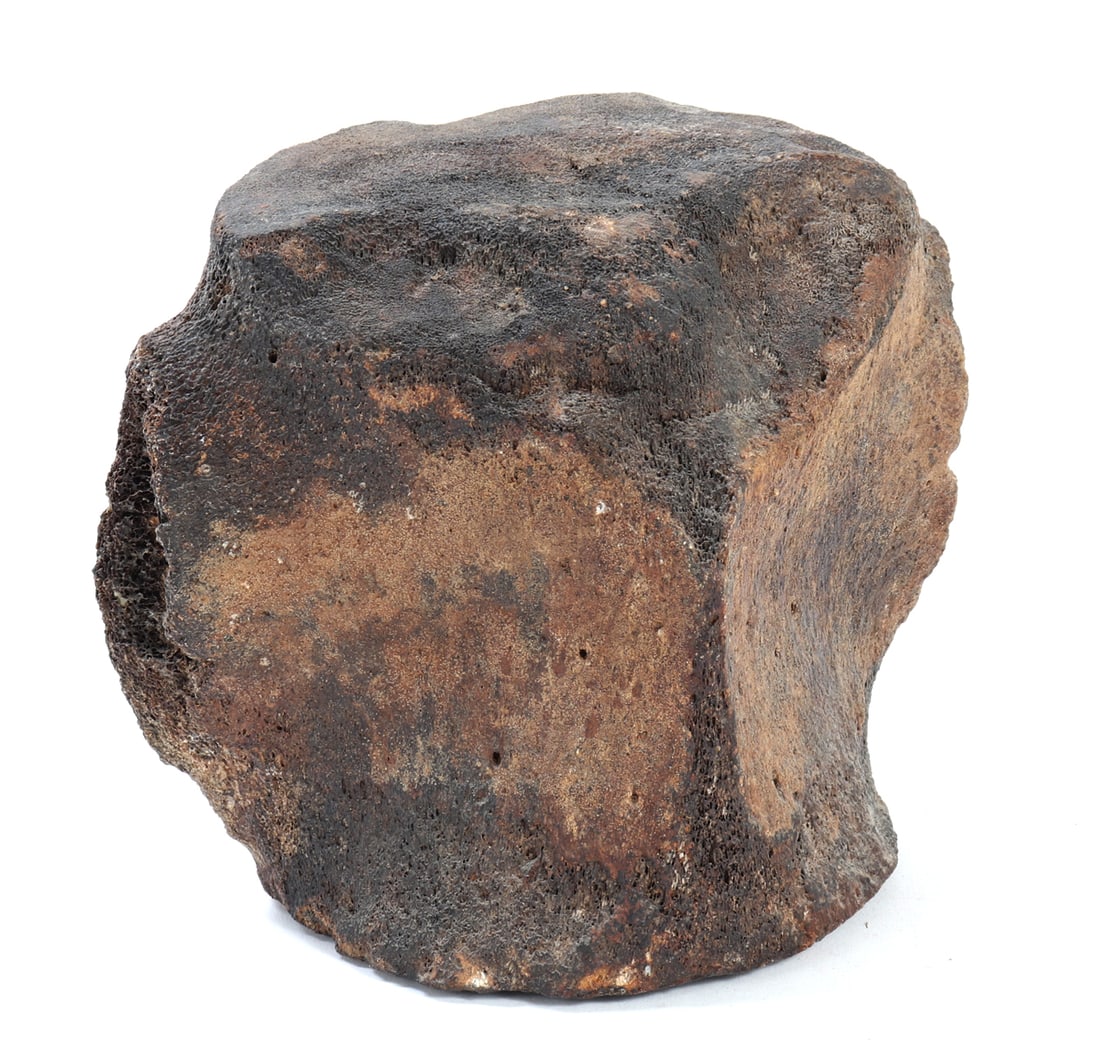 Massive Fossil Vertebrate, 8 Lbs!: Huge Fossil specimen vertebrae in a dark black patina with hues or brown and beige. Fossil probably for a large significant size animal with a single vertebra at nearly twice the weight of a typical h