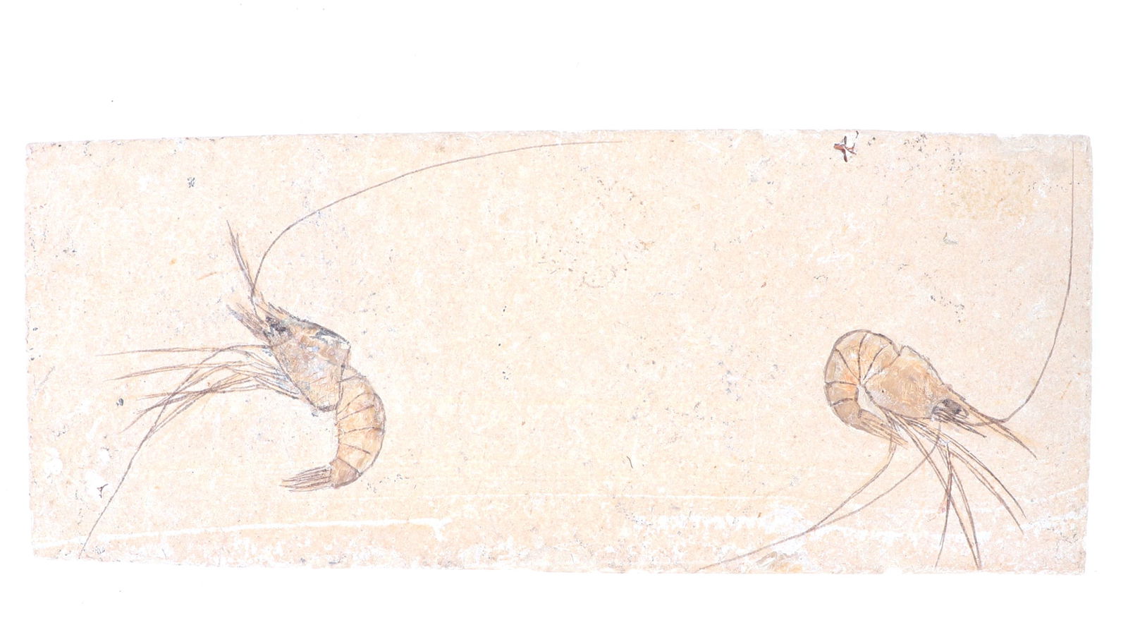 Carpopenaeus Shrimp Cretaceous Fossil: Hajoula, Lebanon. Wonderful fossilized shrimp cretaceous fossil slab. An extinct genus of prawn, approximately 100 million years old. Size 6 3/4" L x 2 3/4" W, Weight 235 g