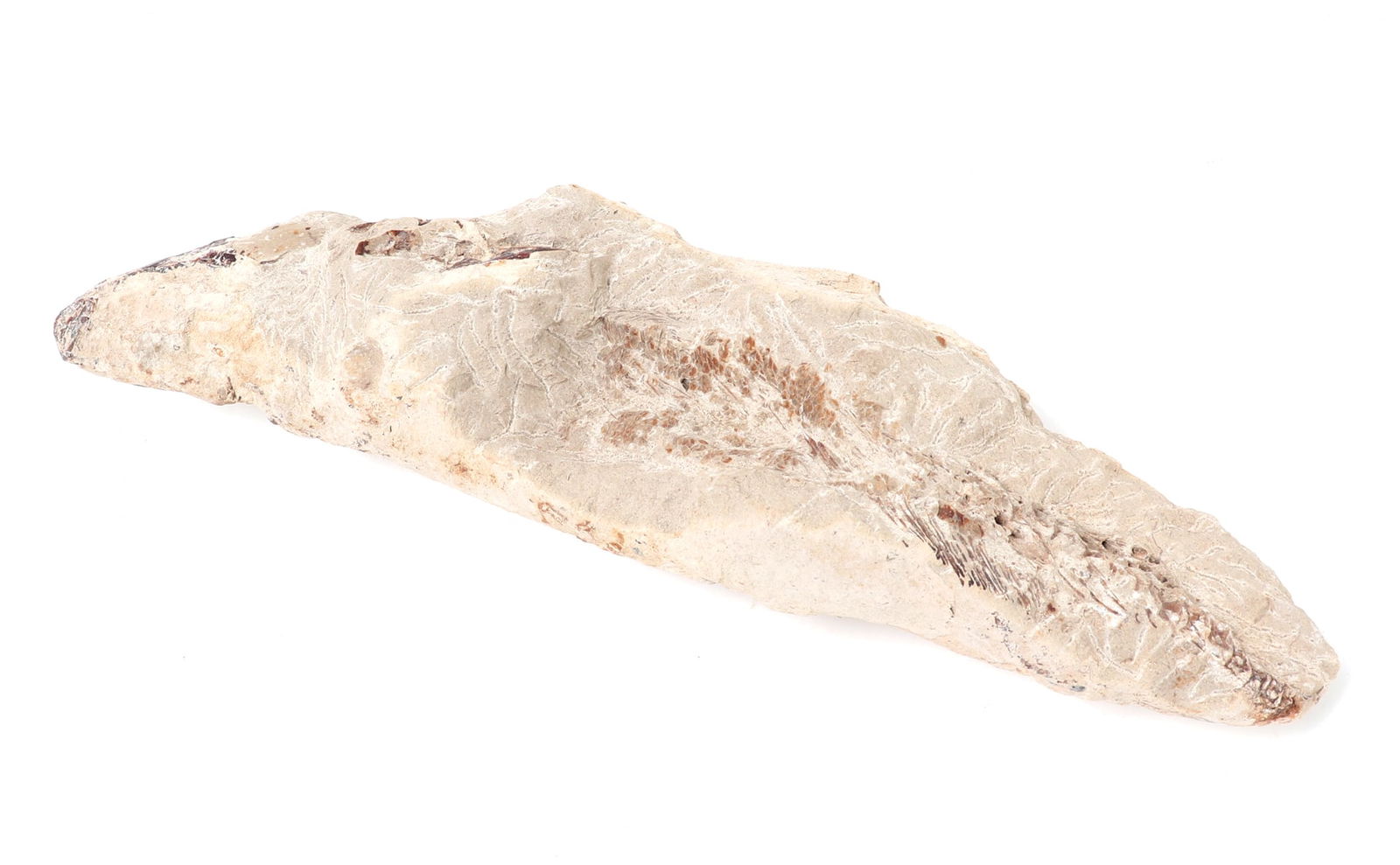 Ancient Fossilized Fish Section: Wonderful ancient fish fossil specimen from millions of years ago. Prominent skeletal marks throughout, with a section of spinal column protruding through the matrix. Size 9 3/8" L