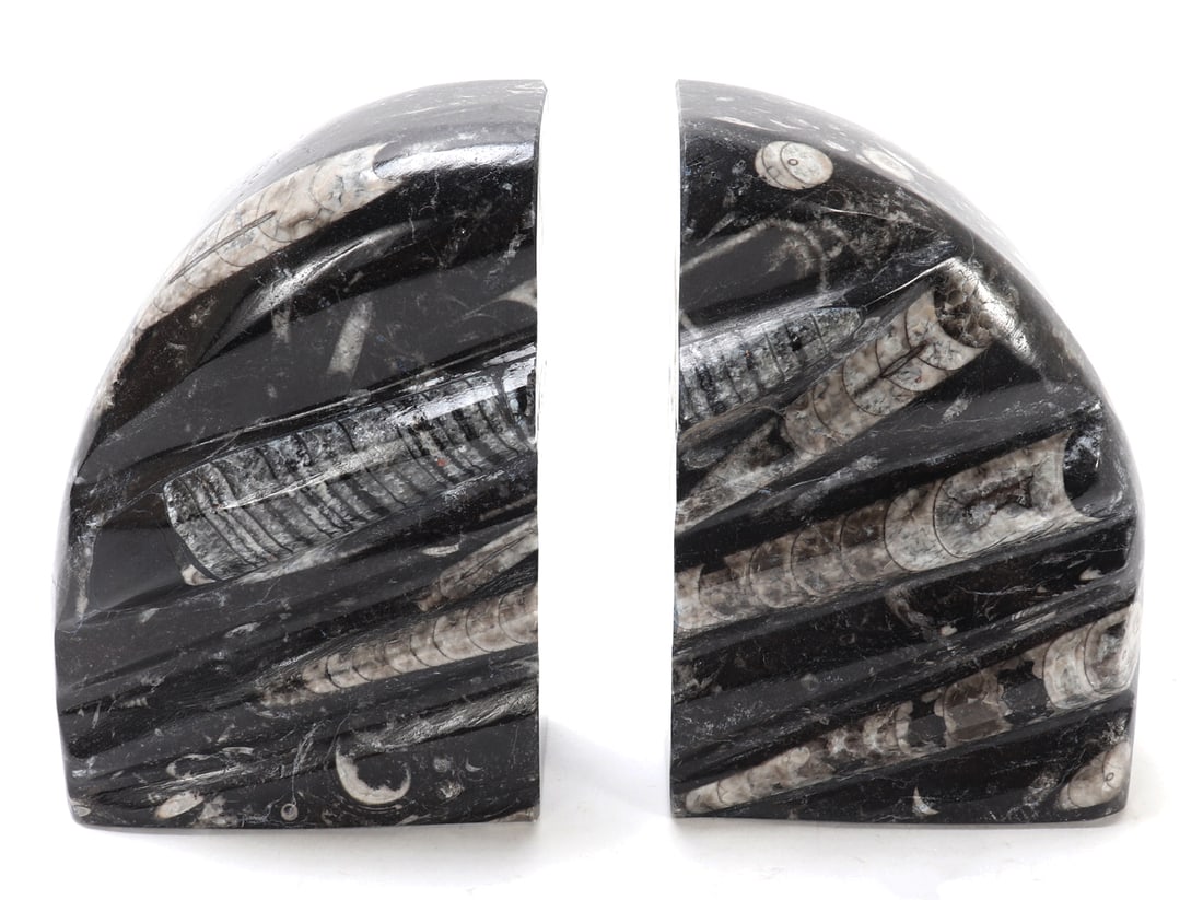 Wonderful Set of Fossil Bookends, Orthoceras (1 of 7)