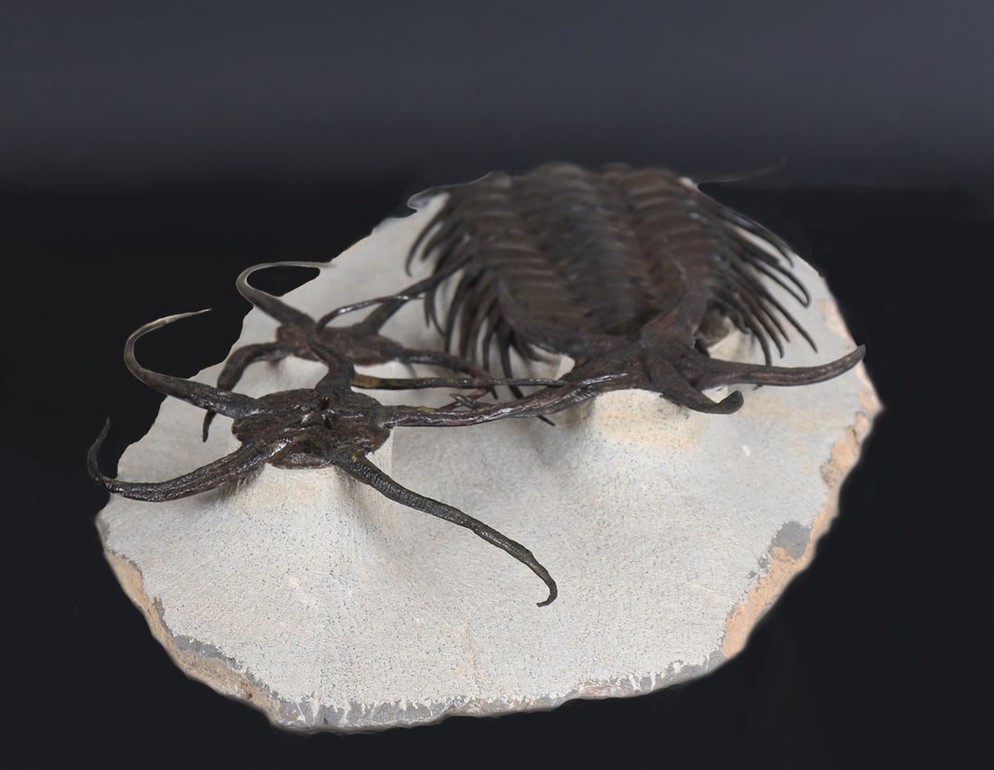 Incredible Spiny Trilobite Selenopeltis & Starfish Fossils: Ordovician period 479-444 Million years ago. An incredible trilobite selenopeltis fossil and three various star fish. Selenopeltis the largest example in this matrix is painstakingly carved to show al