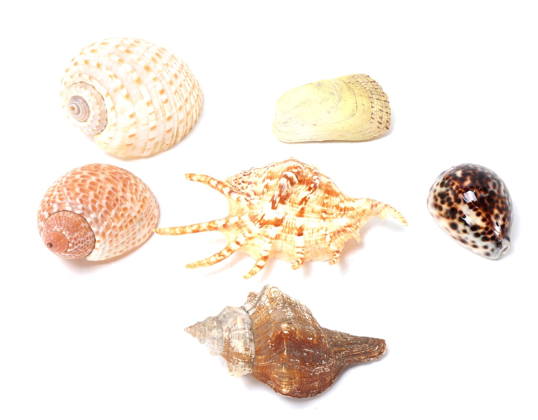 Group of Six Various Sea Shells (1 of 2)