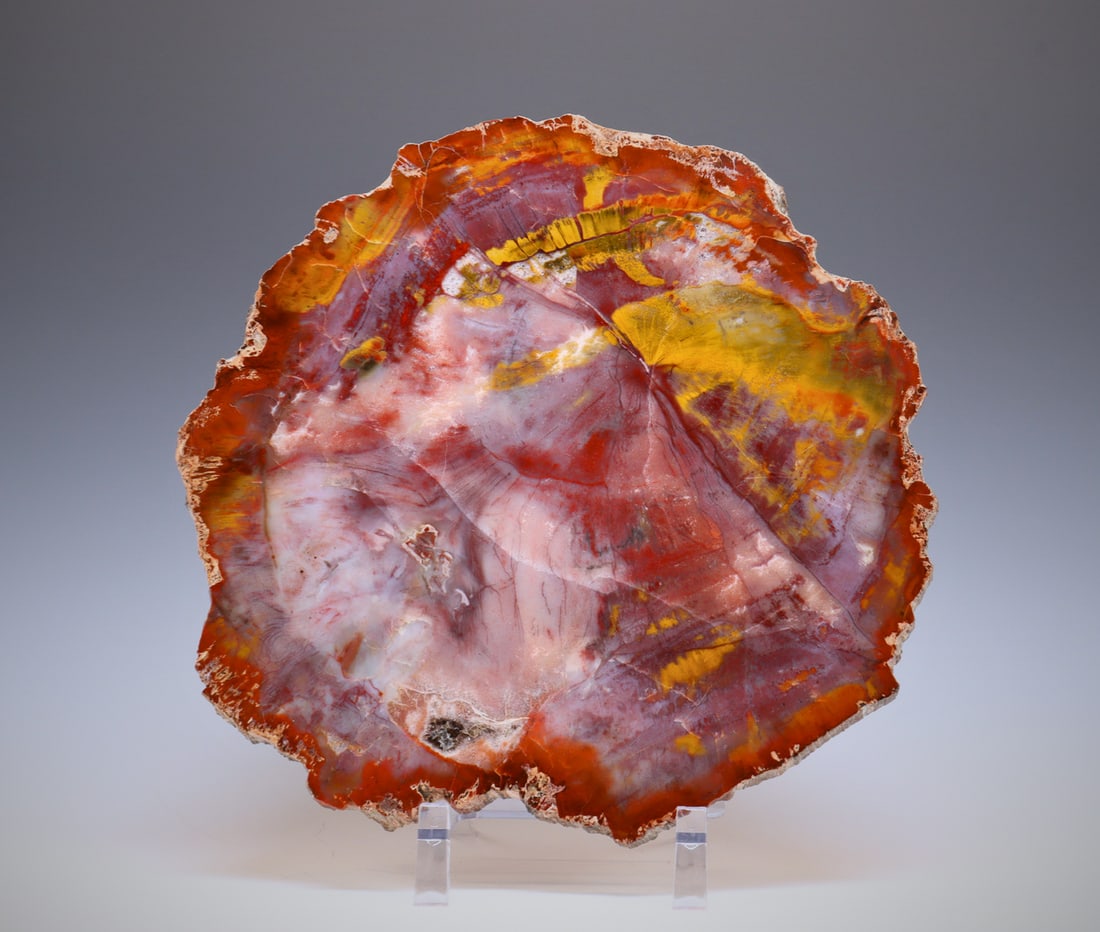 Arizona Rainbow Petrified Wood Slab (1 of 5)