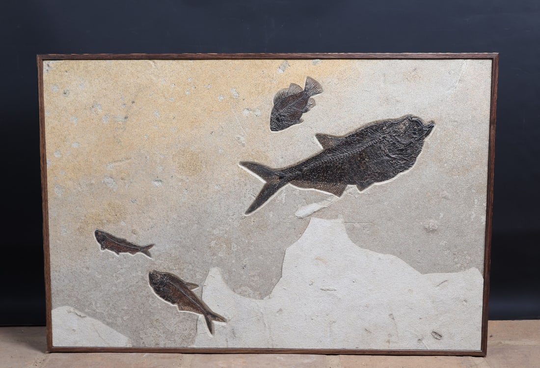 'Diplomystus Dentatus' Fossil Fish Mural: Diplomystus dentatus, Cockerellites liops, Knightia eocena, Eocene Green River Formation, Lincoln Co., Wyoming Green River original fossil display featuring species Diplomystus dentatus, Priscacara li