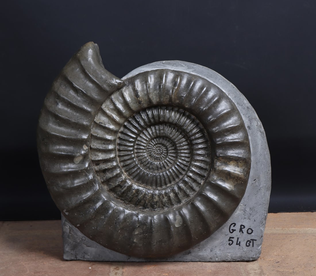 Enormous 'Arietites Bucklandi' Ammonite Fossil: Arieties Bucklandi, Lower Jurassic 201.3-174.1 million years old, France. This huge Ammonite fossil is displayed in heavy stone matric suitable for exhibition in numerous settings. The stone has a glo