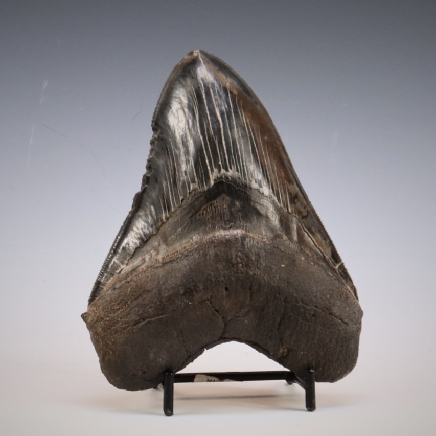 Massive Savannah River Fossilized Megalodon Tooth: United States, southeastern Atlantic coast, likely Savannah River, ca. 28 to 2.6 million years old. This massive primary tooth is from the largest shark to ever exist - so powerful that it could eat a