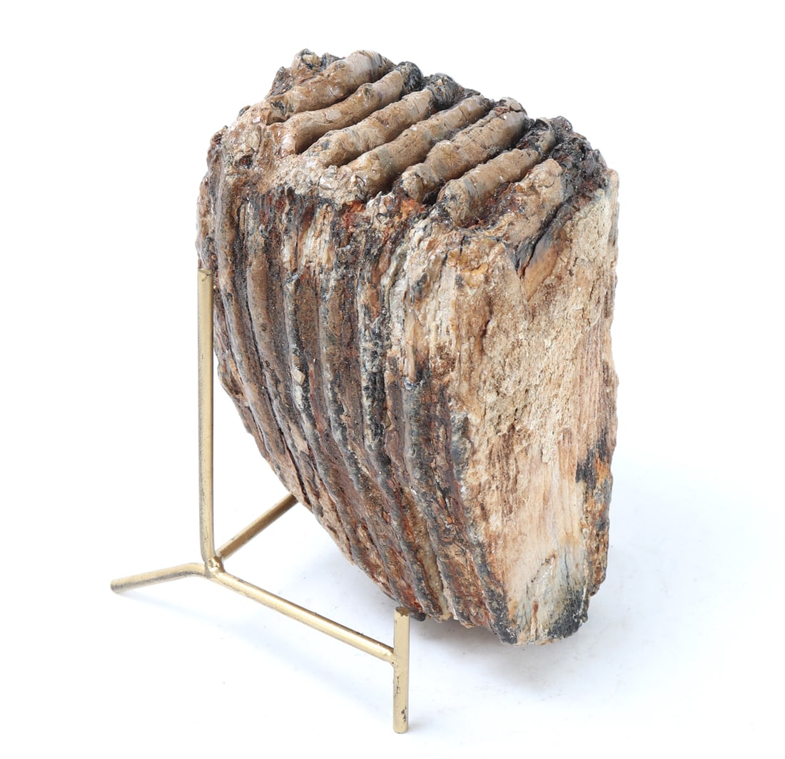 Large Mammoth Molar, Pleistocene Epoch: Circa 10,000–100,000 years ago. Distinguished by its substantial size and excellent structural integrity, this fossilized tooth exhibits the classic ridged grinding surfaces characteristic of mammot