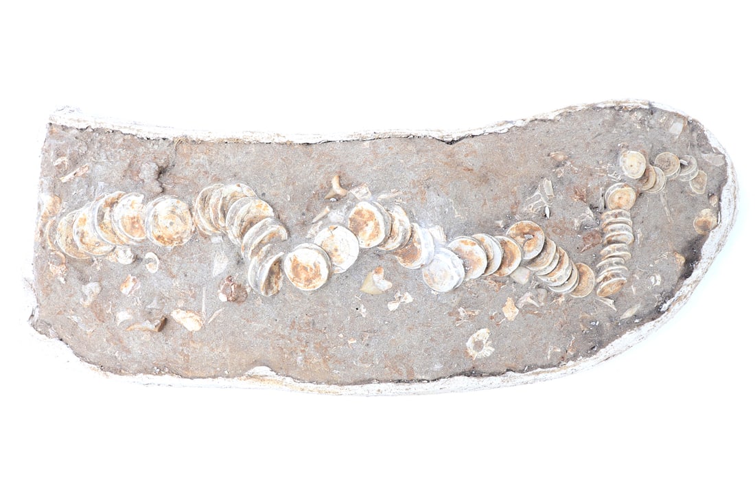 Handsome Ichthyosaur Tail Fossil in Matrix: Large section of ichthyosaur fossilized tail bone section with small shark teeth included in the matrix. These ancient marine reptiles, which thrived during the Mesozoic era were similar to a sword fi