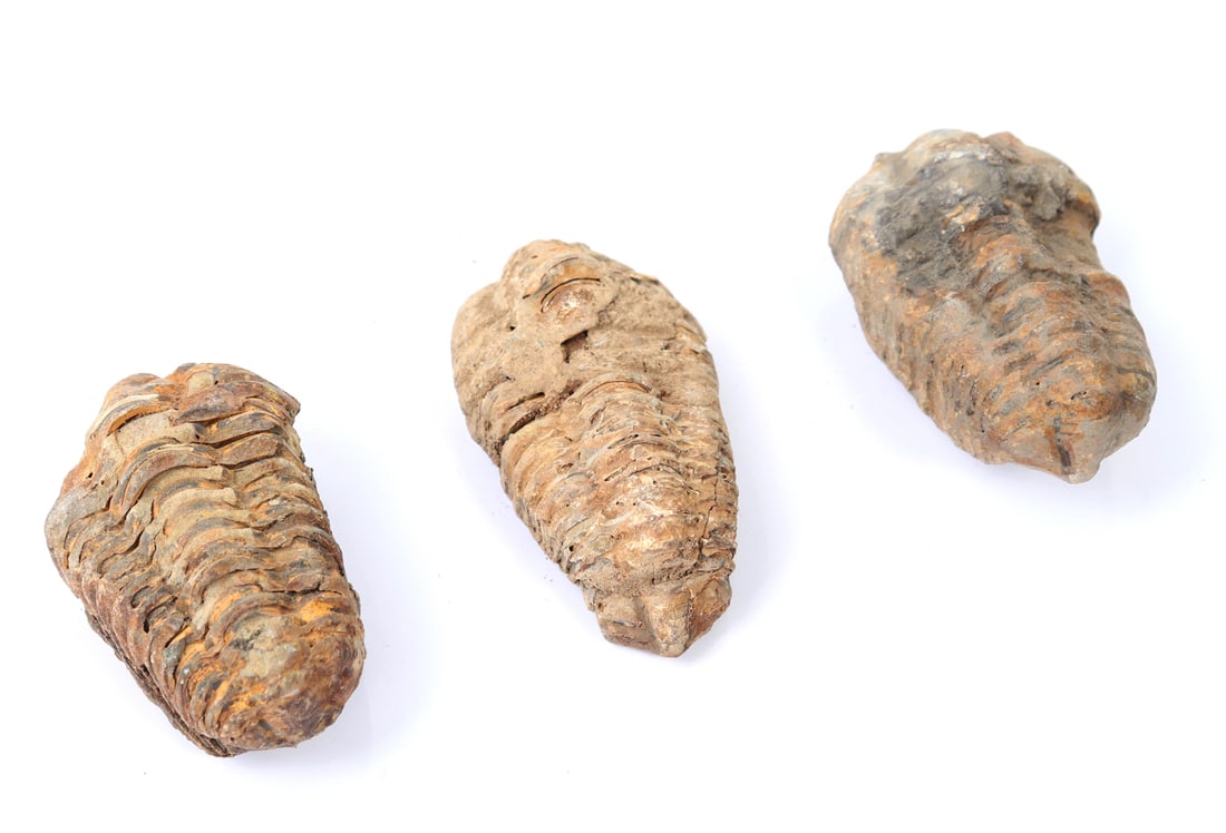 Group of Three Fine Ancient Trilobite Fossils (1 of 4)