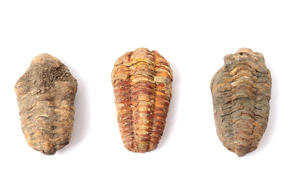 Trio of Ancient Trilobite Fossils (1 of 7)