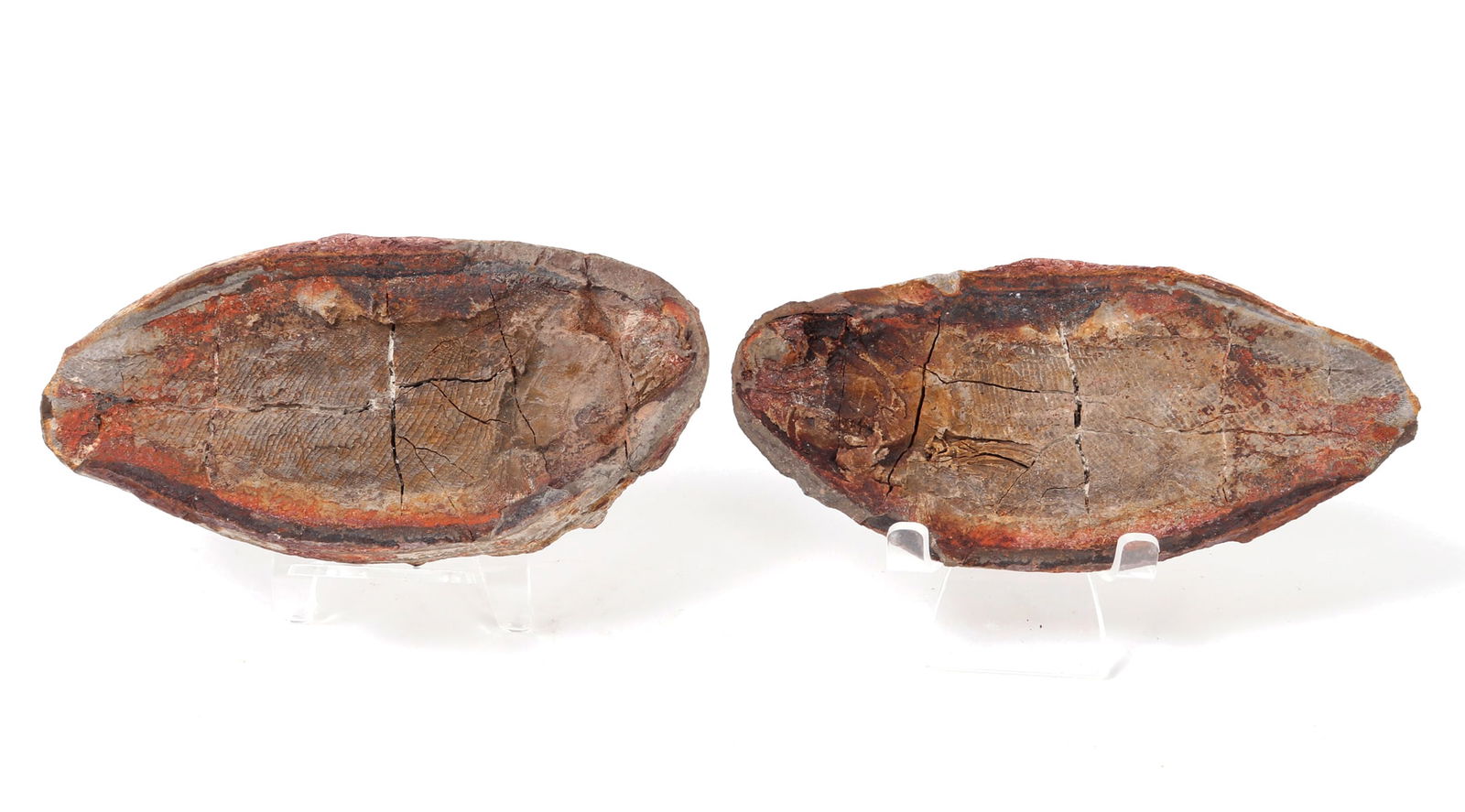 Ancient Reptile or Dinosaur Fossil: Well preserved ancient dinosaur or reptile fossil split open. Inside is a wonderful imprint of scales to each side, not dissimilar to a snake. Size of each 5 3/4" L, weight 1.1 lbs.