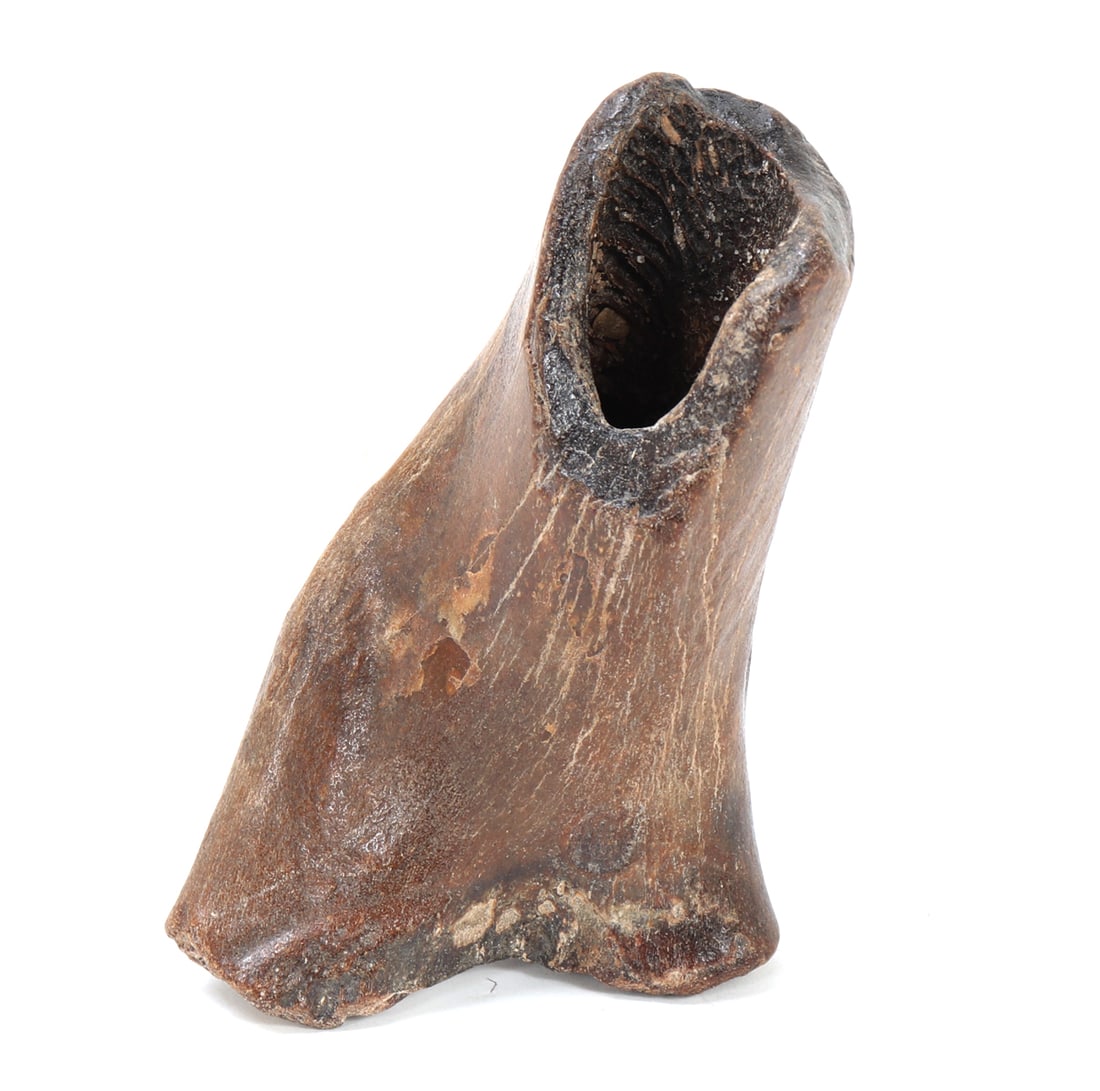 Ancient Fossilized Dinosaur Bone: Fine piece of fossilized dinosaur bone, possibly femur bone section with dark aged patina throughout. Hollowed bone section with fossilized marrow or amber inside. Size 4 1/4" L, weight 247 g