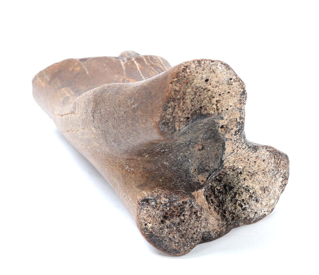 Ancient Fossilized Dinosaur Bone - 3