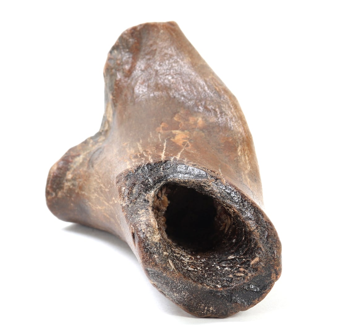 Ancient Fossilized Dinosaur Bone - 4