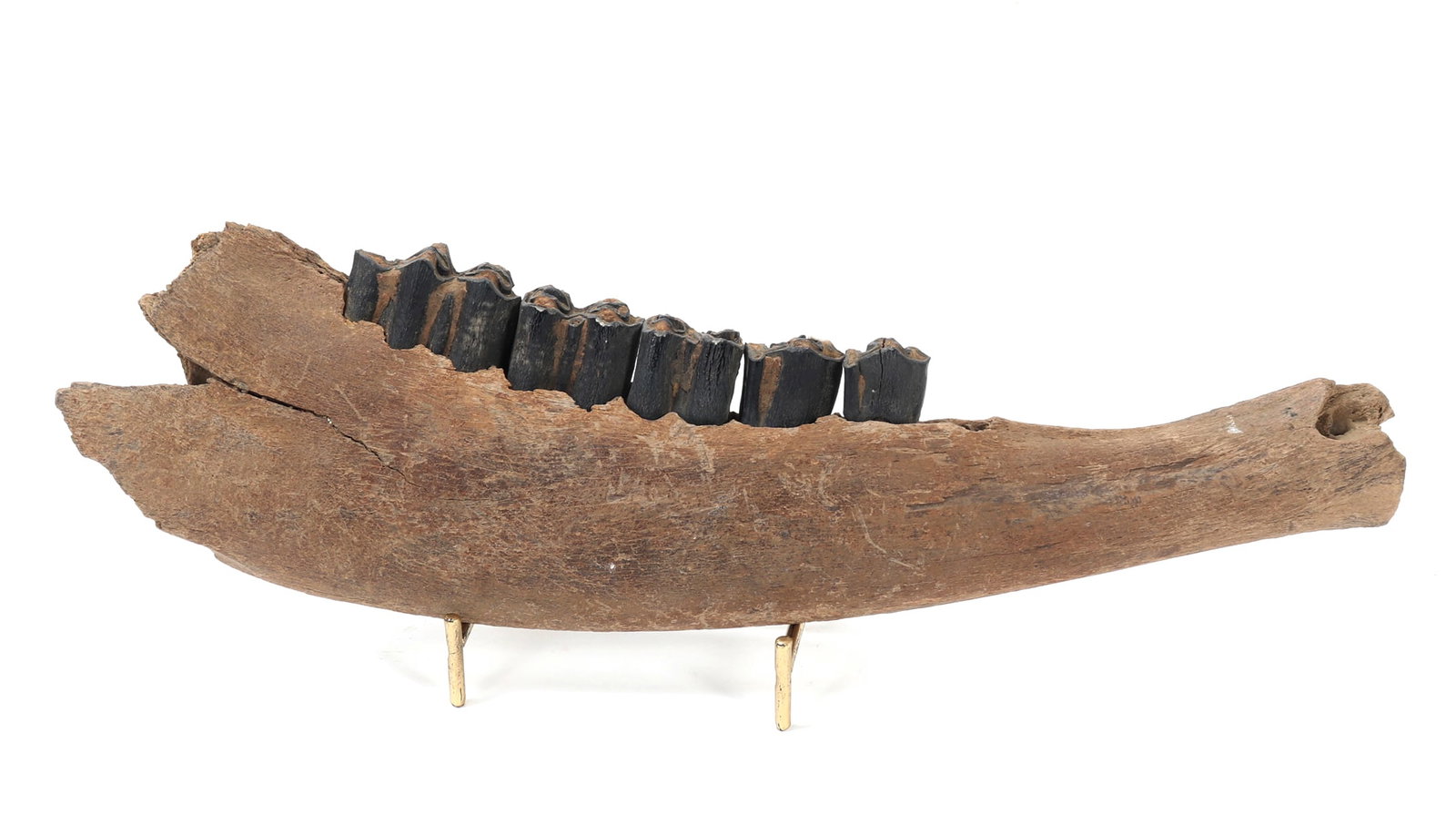 Ancient Fossilized Jawbone & Teeth on Stand: Fossilized lower right jaw bone with molars, Bos primigenius, Pleistocene epoch. Molars in well preserved condition with a dark patina throughout. Size 13 1/4" L, weight 567 g