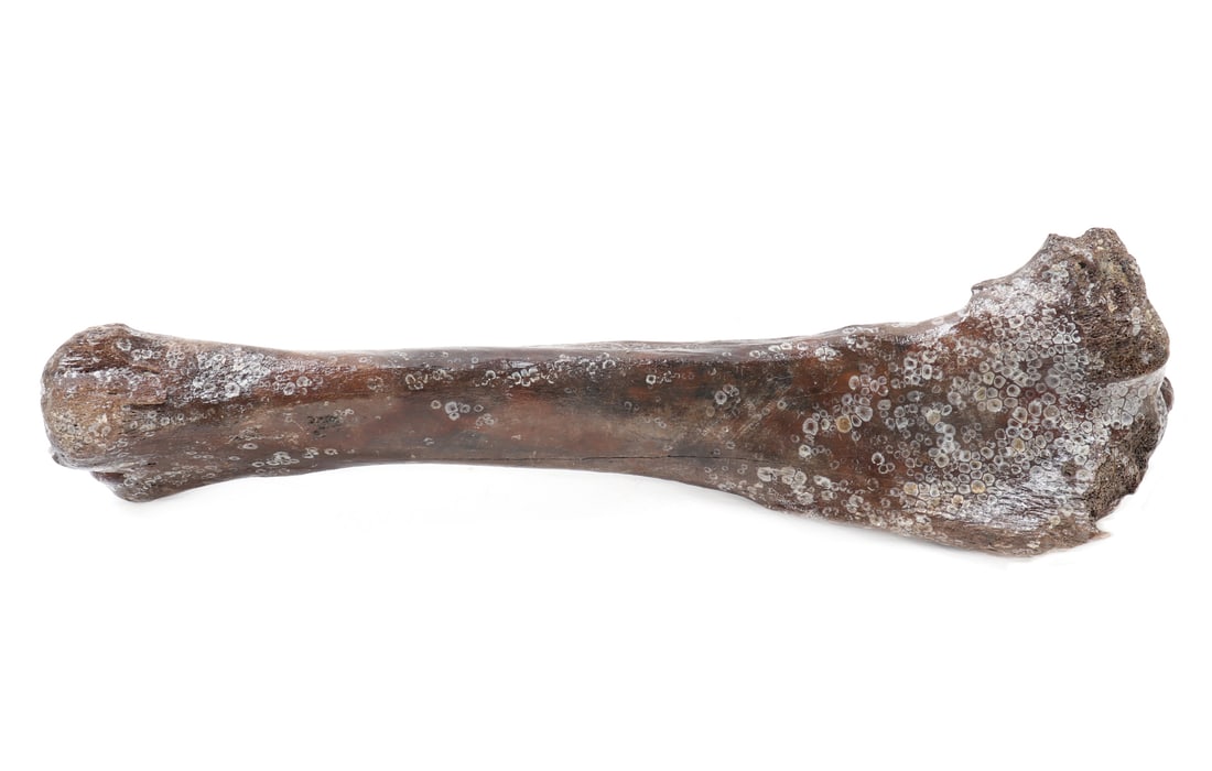Fine Ancient Fossilized Leg Bone: Well preserved ancient fossilized animal bone, likely from a mammoth or similar sized animal. Wonderful remains of shell to the exterior throughout as shown, likely from being under water for dozens o