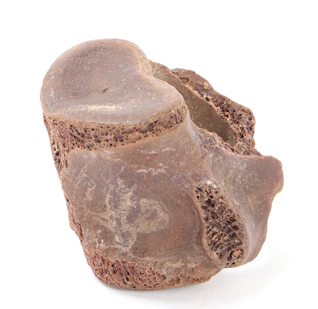 Ancient Fossilized Mammoth Vertebra Section (1 of 7)