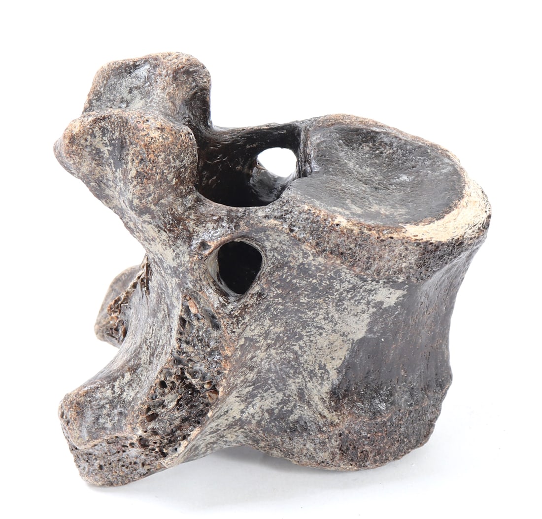 Ancient Fossilized Mammoth Vertebra Section (1 of 6)