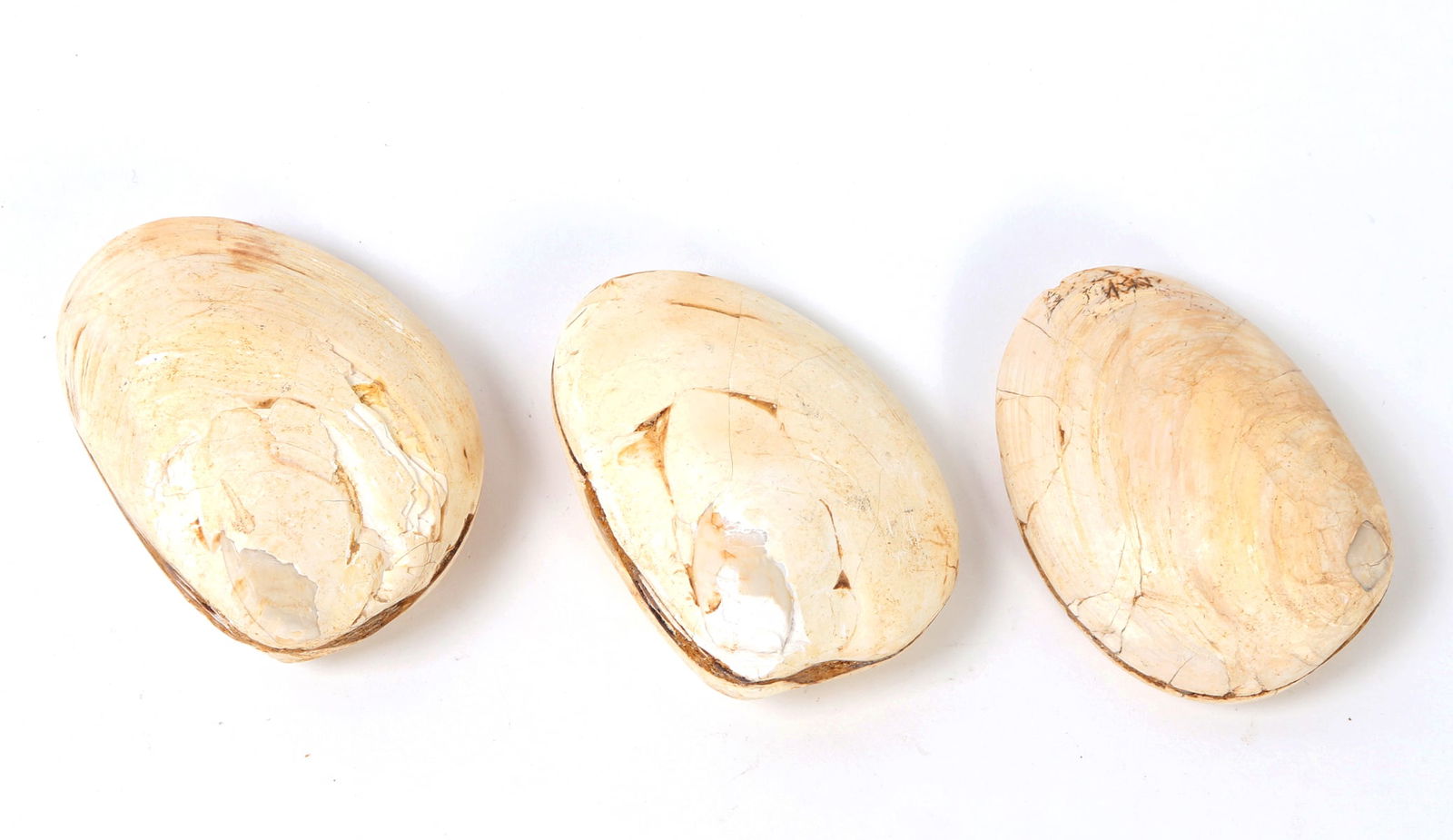 Group of Three Ancient Fossilized Clamshells (1 of 4)