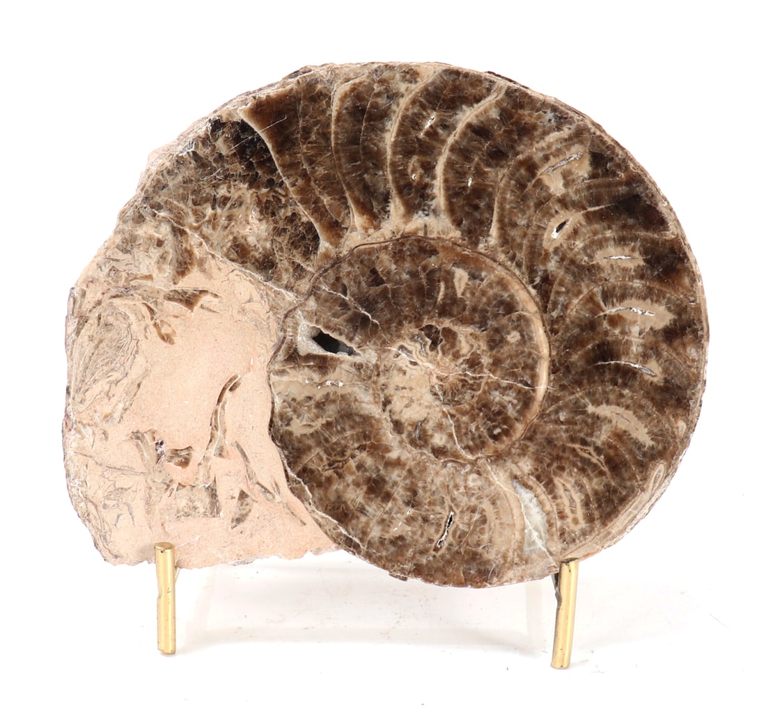 Fine Ancient Ammonite Fossil in Matrix with Stand: Beautiful and well preserved ancient ammonite fossil in matrix with incredible coloring throughout including beautiful crystallizations that glisten in natural light. Natural earth tones throughout in