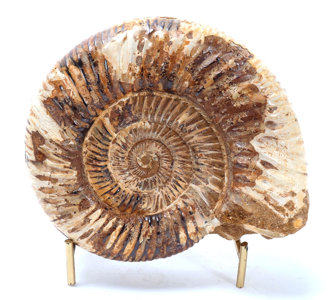 Lovely Ancient Perisphinctes Ammonite Fossil: Fine polished ammonite fossil, identified as Perisphinctes. Originating from the Upper Jurassic period, approximately 160 million years ago. Wonderful remaining logarithmic spiral with pronounced ridg