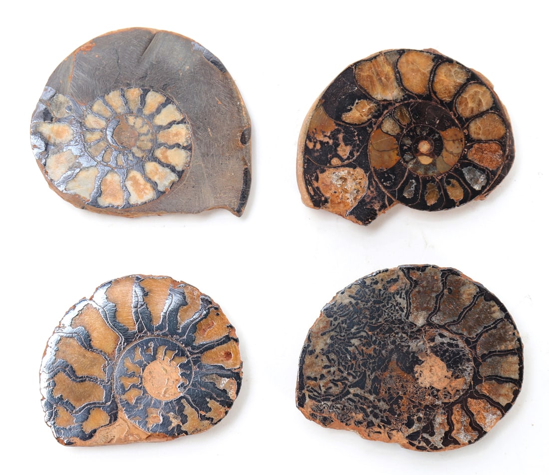 Set of Four Ancient Fossilized Ammonites (1 of 2)