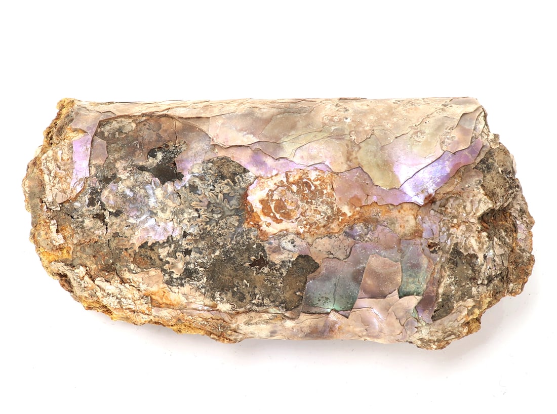 Gorgeous Baculite Fossil with Iridescence: Wonderful section of an ancient Baculite, fossilized over millions of years ago. Pealing iridescence throughout. Size 2" L x 1" W x 4" H, weight 200g