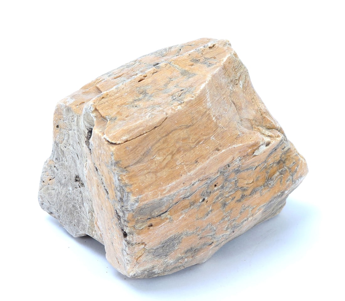 Ancient Fossilized Petrified Wood Section (1 of 4)