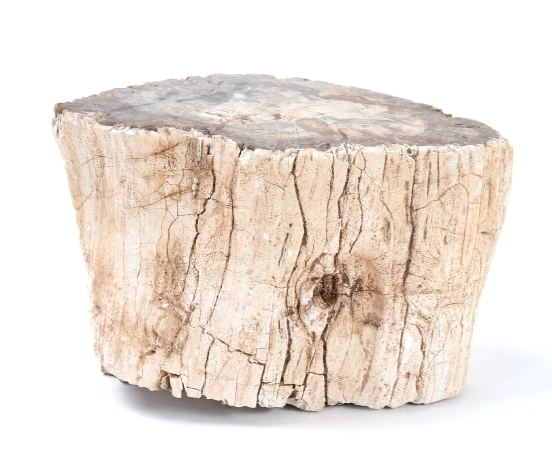 Beautiful Petrified Wood Branch Section (1 of 6)