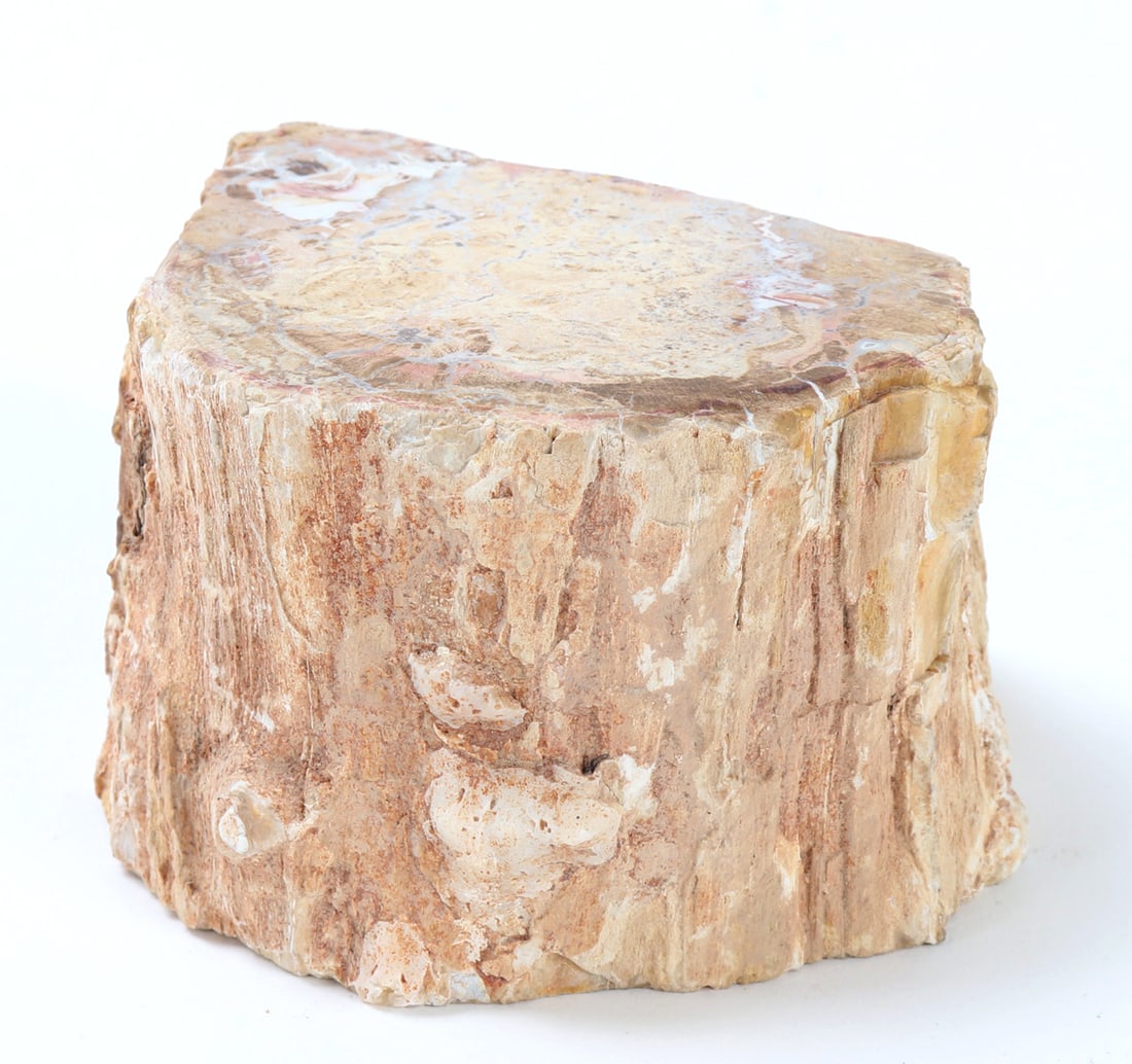 Ancient Petrified Wood Branch Section (1 of 7)