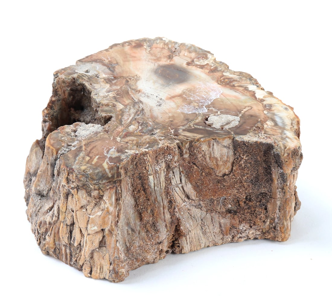 Ancient Fossilized Branch Section (1 of 6)