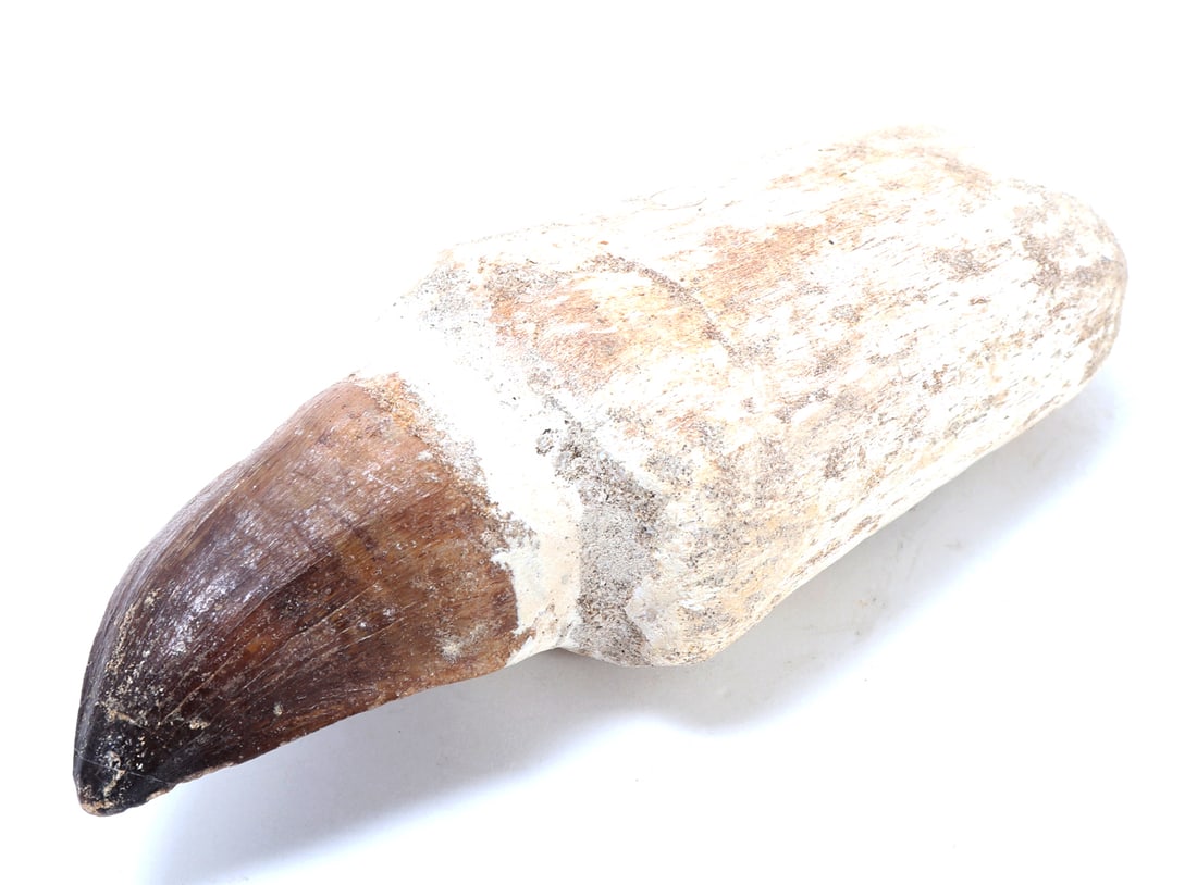 Nice Fossilized Mosasaur Tooth (1 of 8)