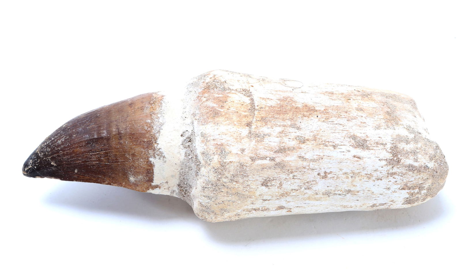 Nice Fossilized Mosasaur Tooth - 2