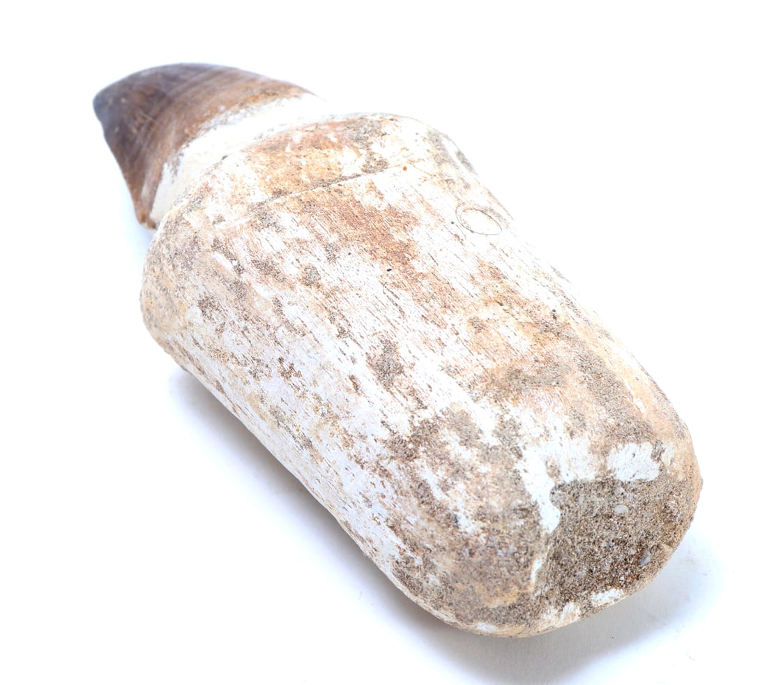 Nice Fossilized Mosasaur Tooth - 3