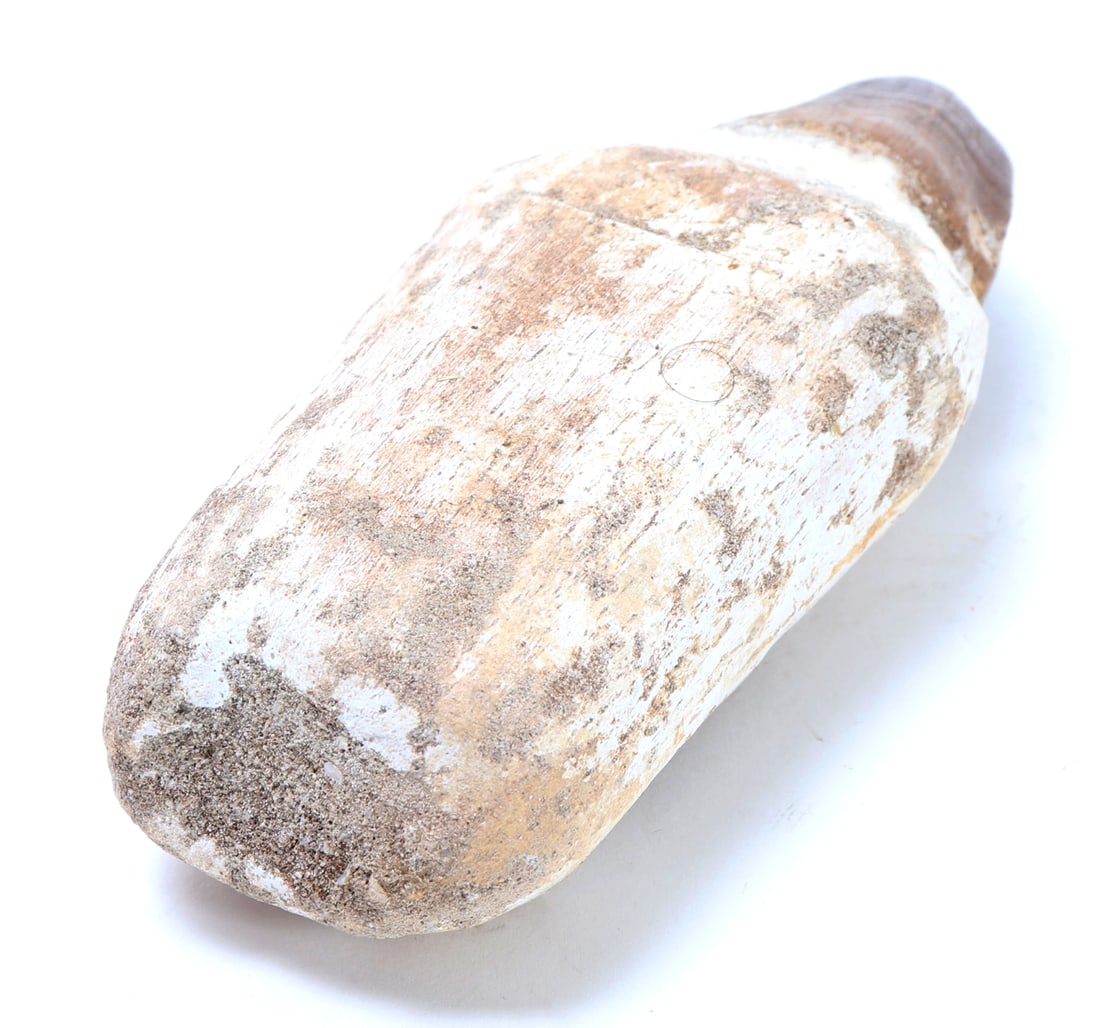 Nice Fossilized Mosasaur Tooth - 4