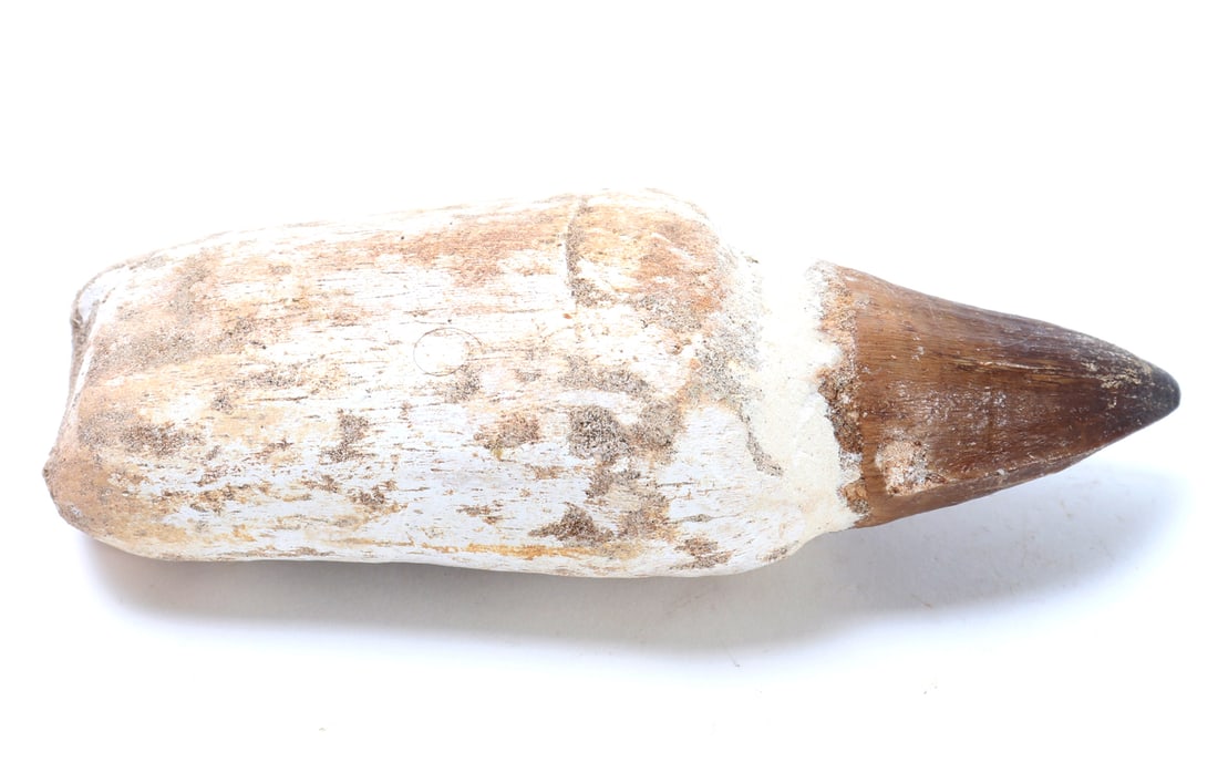 Nice Fossilized Mosasaur Tooth - 5