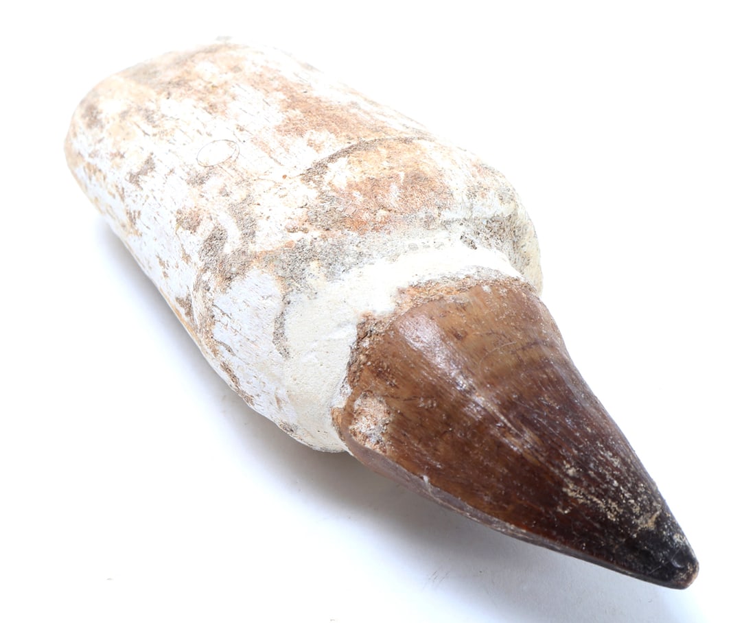 Nice Fossilized Mosasaur Tooth - 6