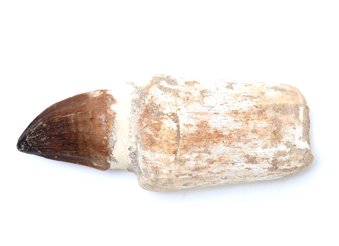 Nice Fossilized Mosasaur Tooth - 7