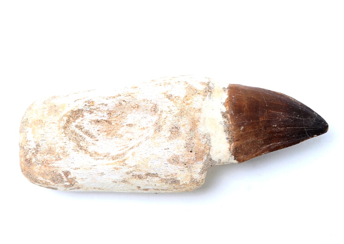 Nice Fossilized Mosasaur Tooth - 8
