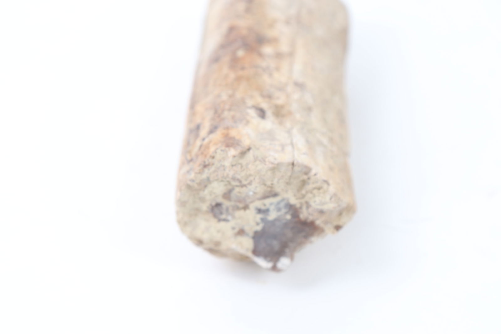 Ancient Fossilized Wood Branch Section - 10