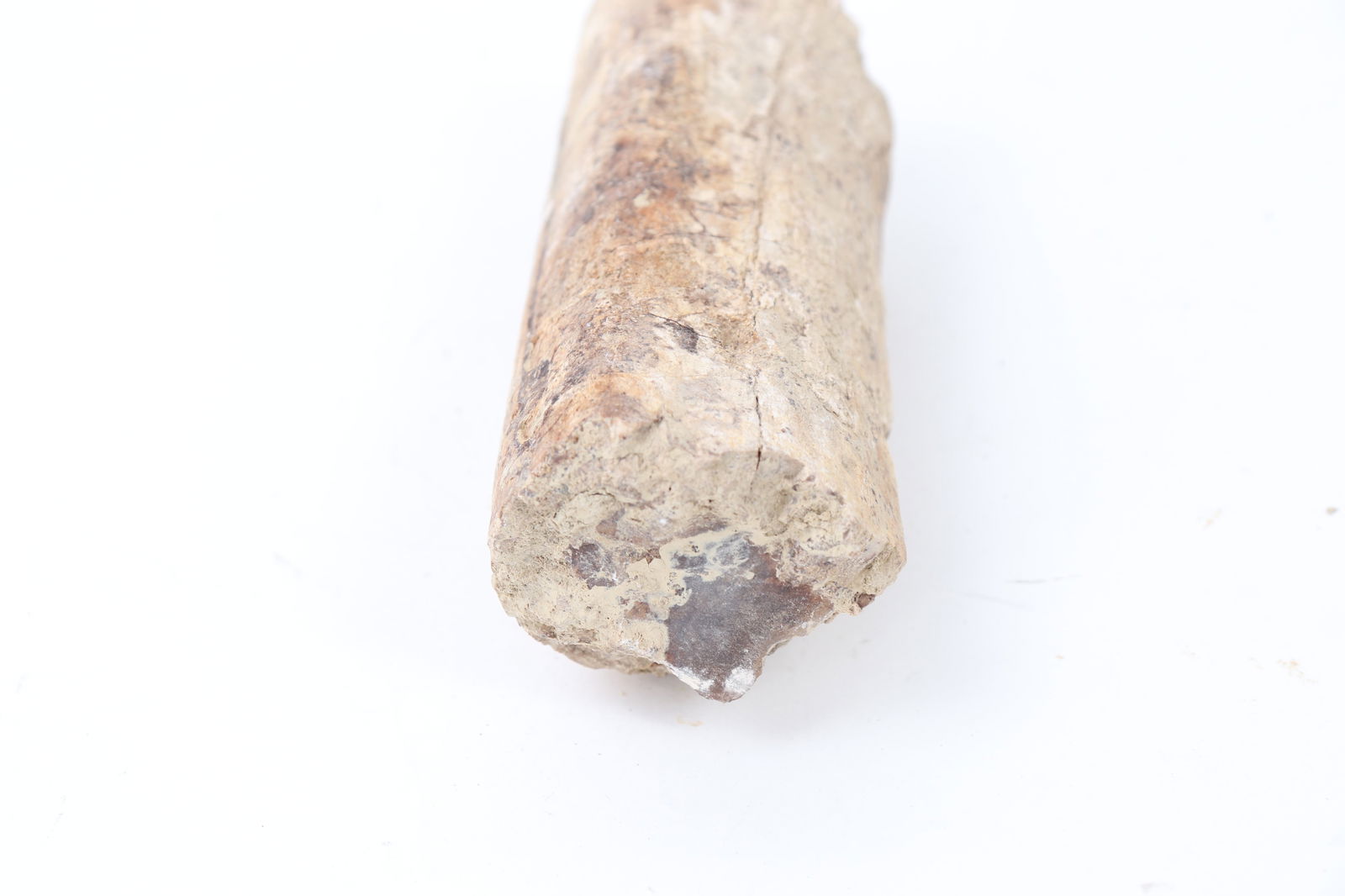 Ancient Fossilized Wood Branch Section - 11