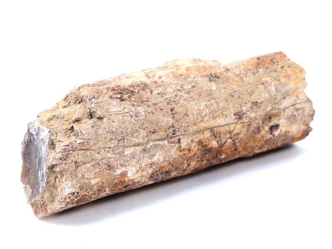 Ancient Fossilized Wood Branch Section (1 of 11)