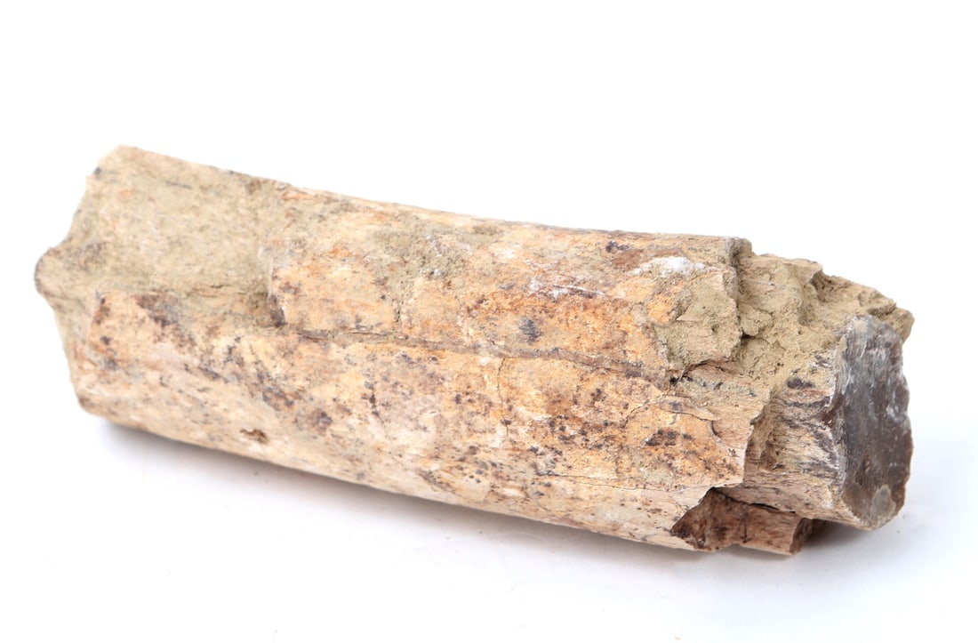 Ancient Fossilized Wood Branch Section - 2