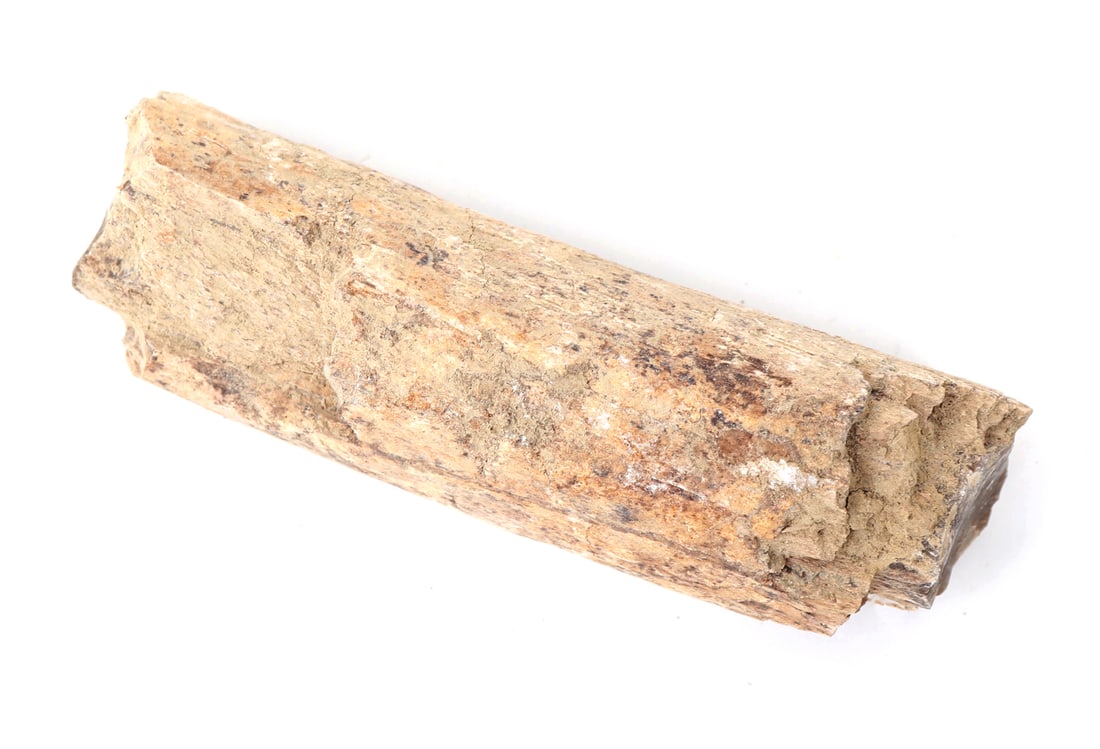 Ancient Fossilized Wood Branch Section - 3
