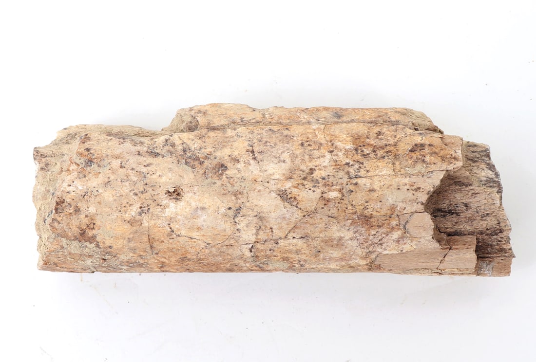 Ancient Fossilized Wood Branch Section - 4