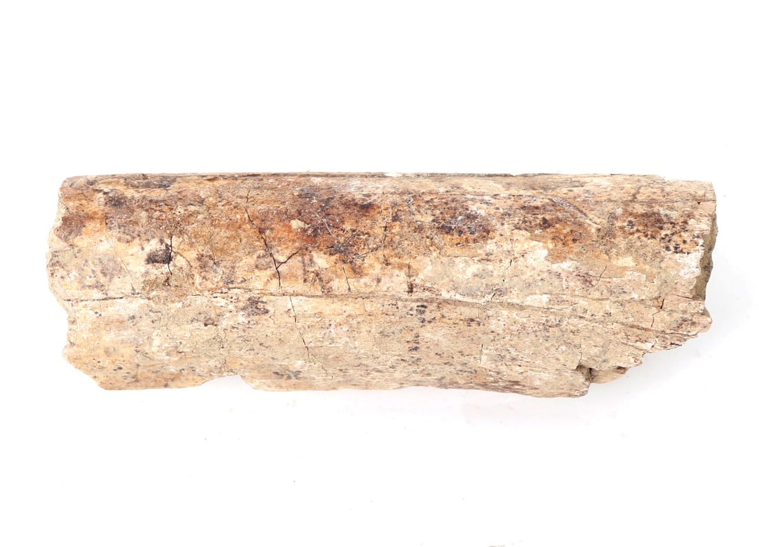 Ancient Fossilized Wood Branch Section - 5